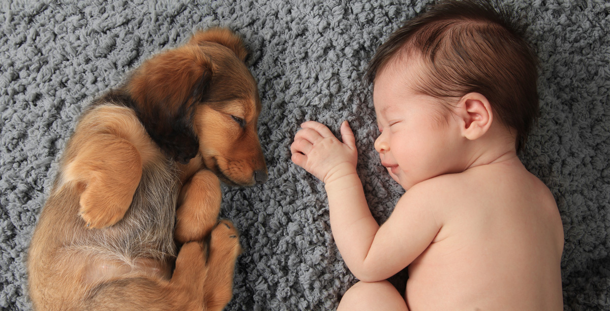 A beloved family pet can adjust to a new human family member. Follow these steps to ensure an easier transition for your pet and new baby.